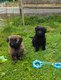 Chiots Bouvier des Flandres