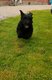 Chiots Bouvier des Flandres
