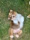 Chiot berger australien rouge tricolore...