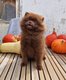 3 petites boules de poils spitz pomeranian