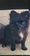 Spitz pomeranian noir femelle