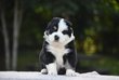 Chiots Pédigrée FCI