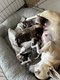 Chihuahua bébé