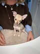 Chihuahua bébé