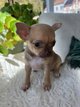 Chihuahua bébé