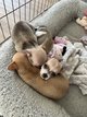 Chihuahua bébé