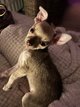 Chihuahua bébé