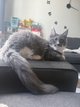 2 Maine coon