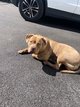 Américain bully à vendre