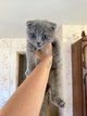 Chaton Scottish