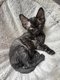 Ulysse, chaton Devon Rex à vendre