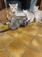 Sphynx croise