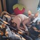 Sphynx