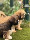 Lhasa apso chiots