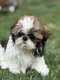 Shih-Tzu choits