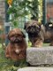 Shih-Tzu choits