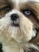 Shih-Tzu choits