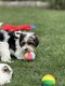 Biewer York chiots