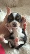 Biewer York chiots