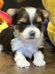 Biewer York chiots