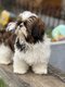 Shih Tzu chiots