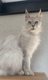 Superbe Maine Coon