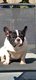 Bouledogue français