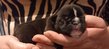 Bouledogue français
