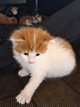 Chaton a reserver