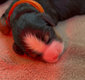 Magnifiques chiots bouvier bernois