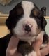 Magnifiques chiots bouvier bernois