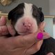 Magnifiques chiots bouvier bernois