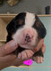 Magnifiques chiots bouvier bernois