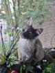 Magnifique Maine coon