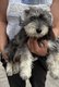 Schnauzer nain