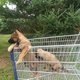 Chiots malinois pedigree LOSH