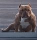 Am bully exotic