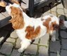 Poyon - Male CKC 3ans blenheim