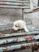 Chiots border Collie