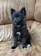 Petite femelle spitz