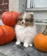 Petits spitz