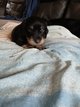 Chiots teckels poils dur standard