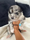 Magnifiques chiots berger australien