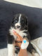 Magnifiques chiots berger australien