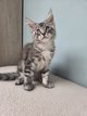 Adorable Maine Coon