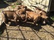 American Staff Bully