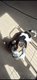 Femelle Jack Russell