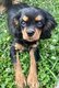 Cavalier King Charles mâle