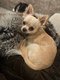 Superbe Chihuahua mâle pour saillie