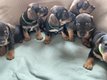 Bebe teckel croise jack russel